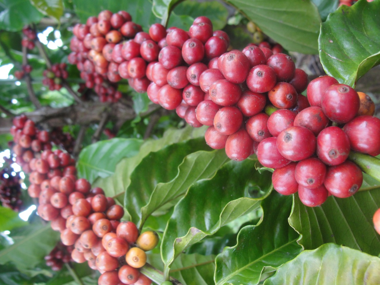 Let's Talk About Robusta